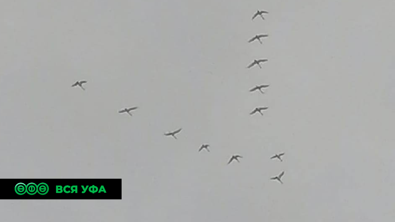 Клин первых пролетающих лебедей заметили в небе над Башкирией 