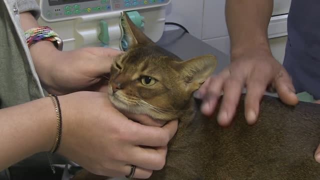 Уфимские ветеринары подарили вторую жизнь домашней кошке