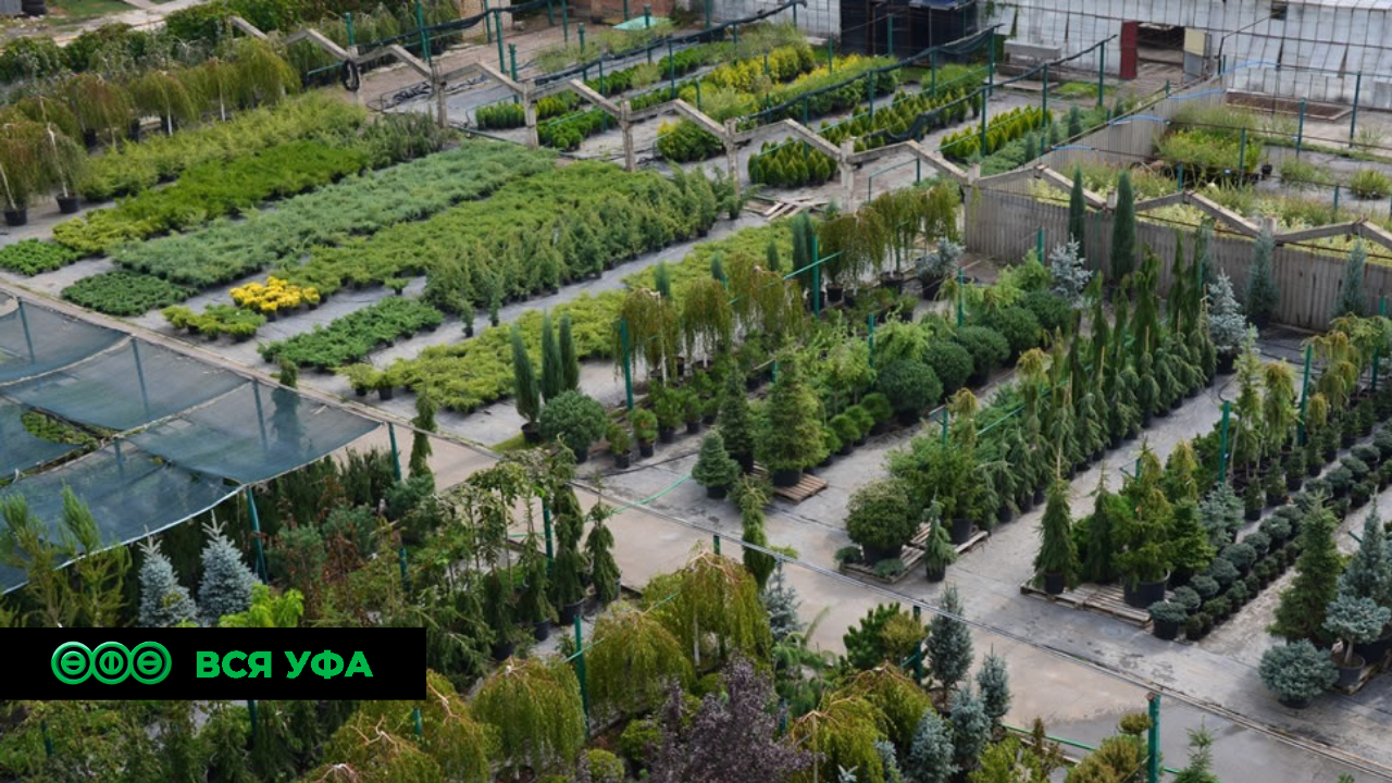 В Башкирии заготовят более трёх тонн семян для лесопитомников