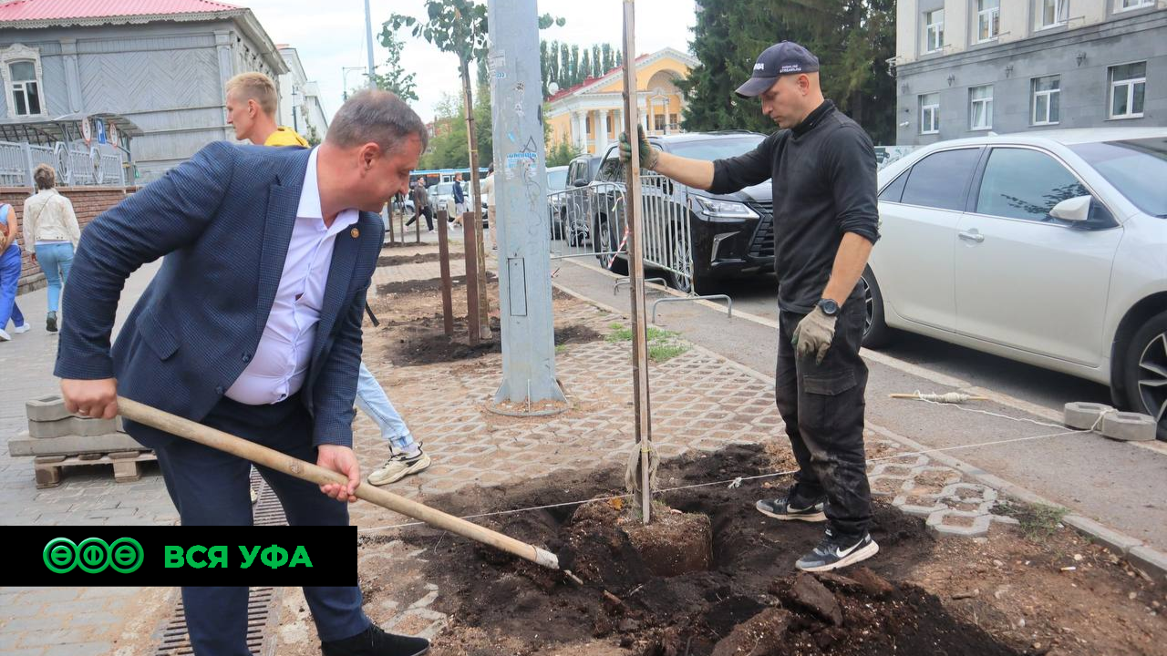 По улице Чернышевского высадили крупномерные липы