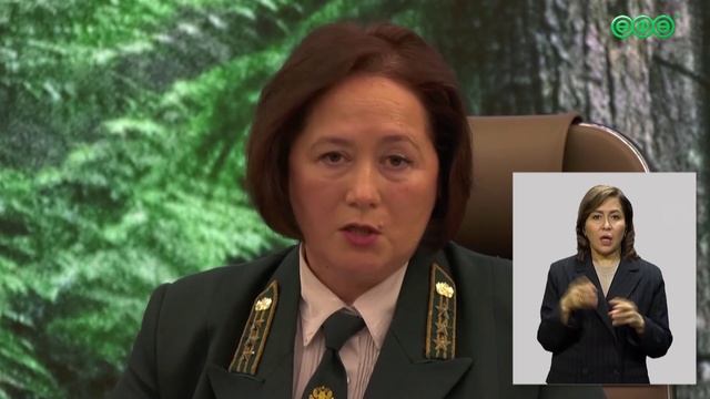 В Уфе на участке вдоль проспекта Дружбы Народов вырубят засохшие ели