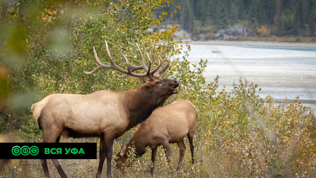 В Башкирии будут разводить благородных оленей и лосей