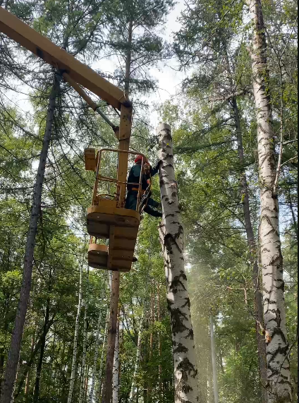 В парке "Победы" спиливают опасные деревья 