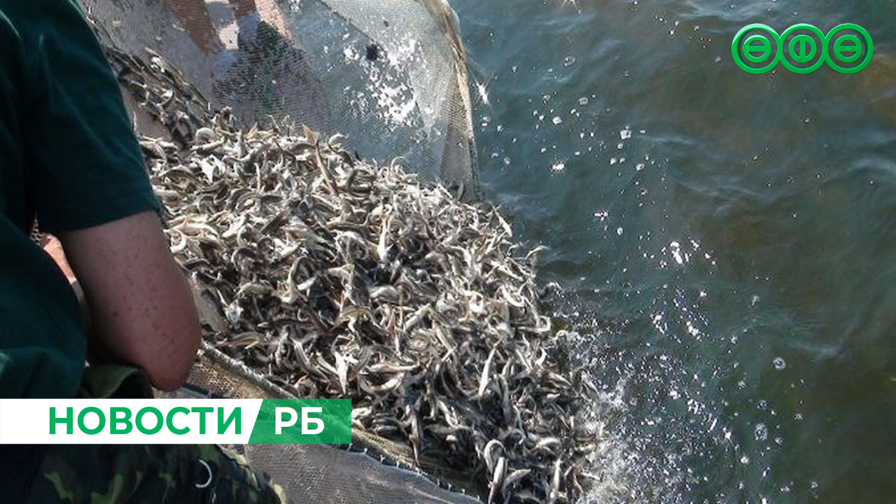 В реку Белая в Башкирии выпустили молодую стерлядь