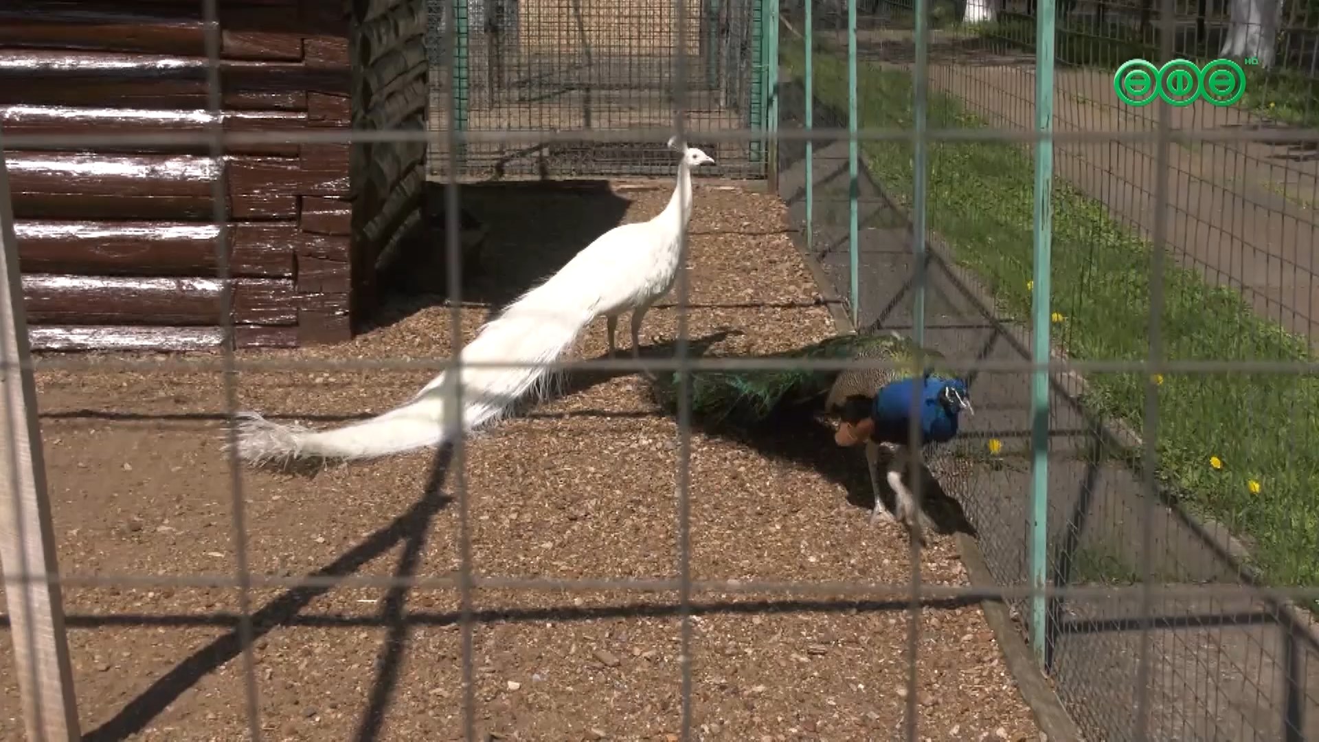 Новые животные в парке Лесоводов