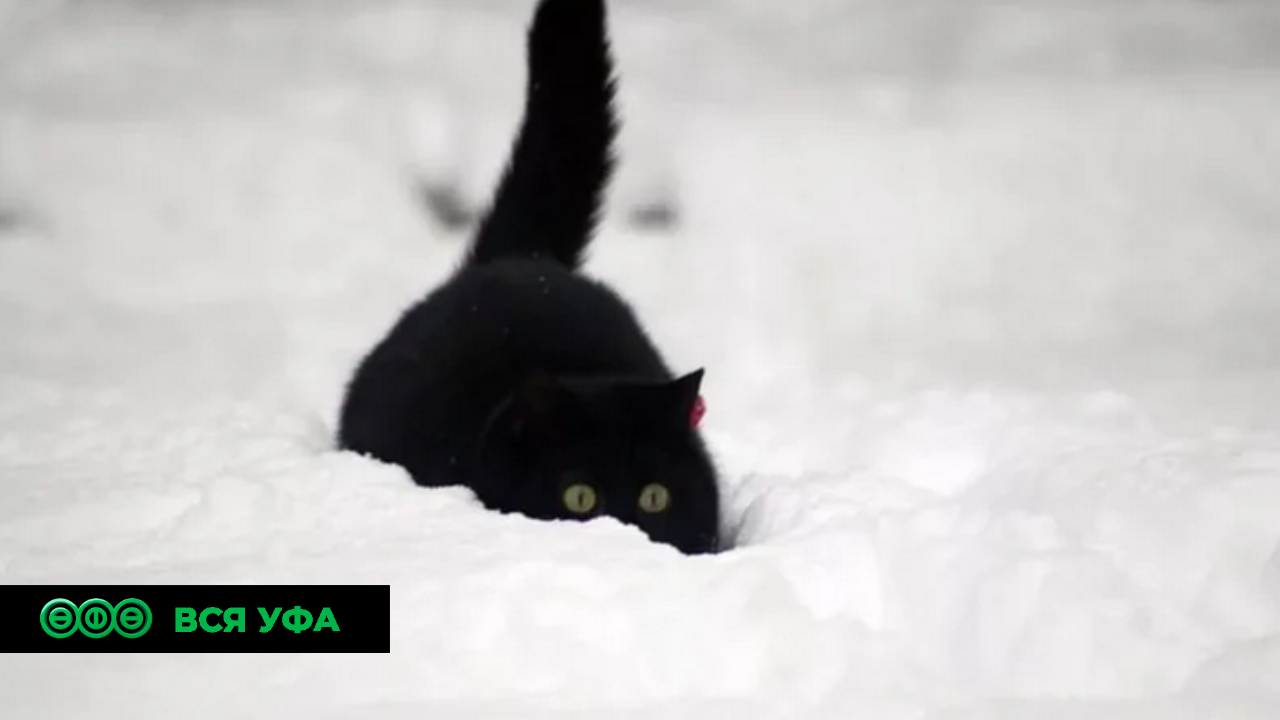 Последние дни января в республике ожидаются тёплыми