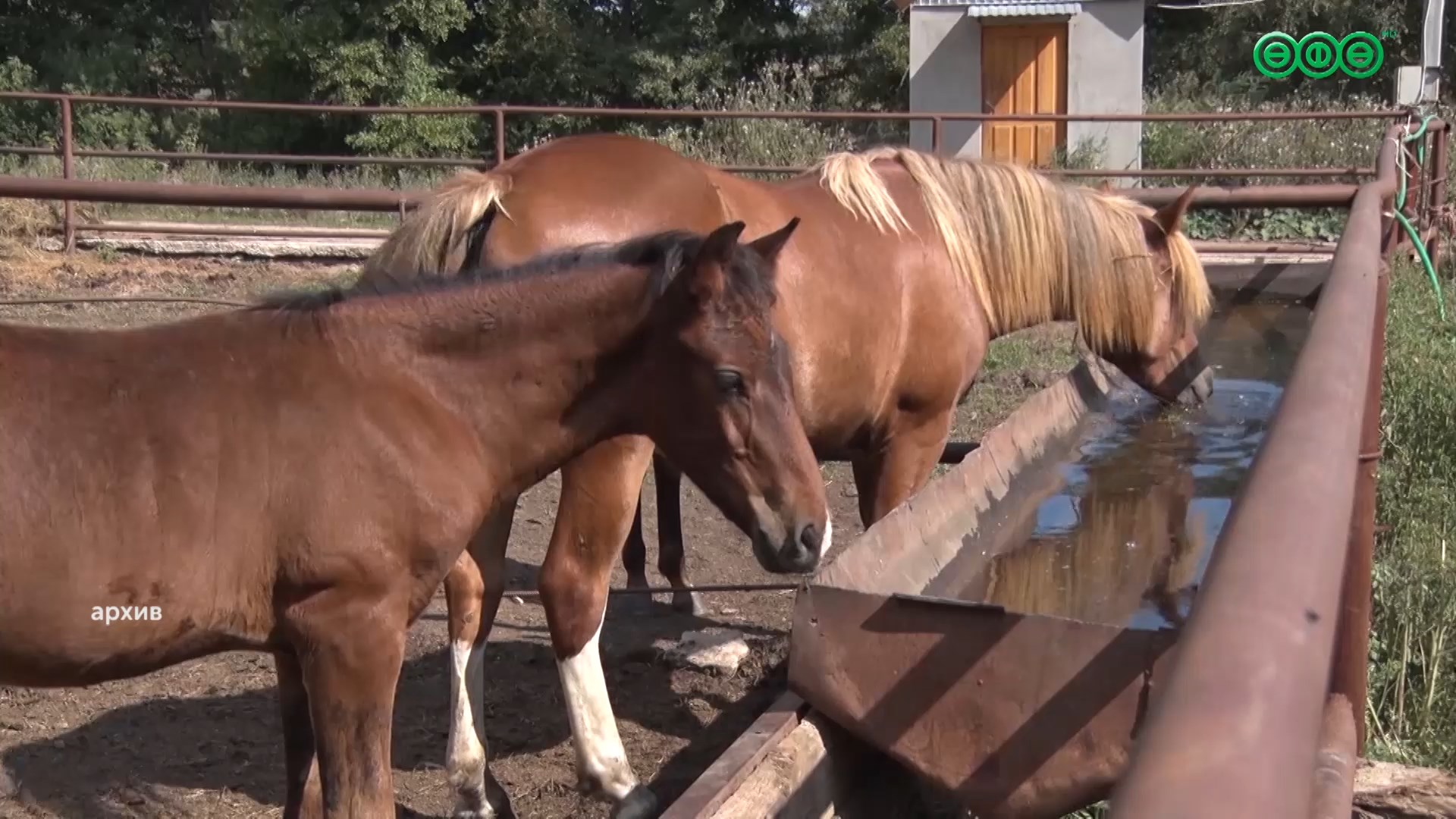 В Уфе определили лучший кумыс