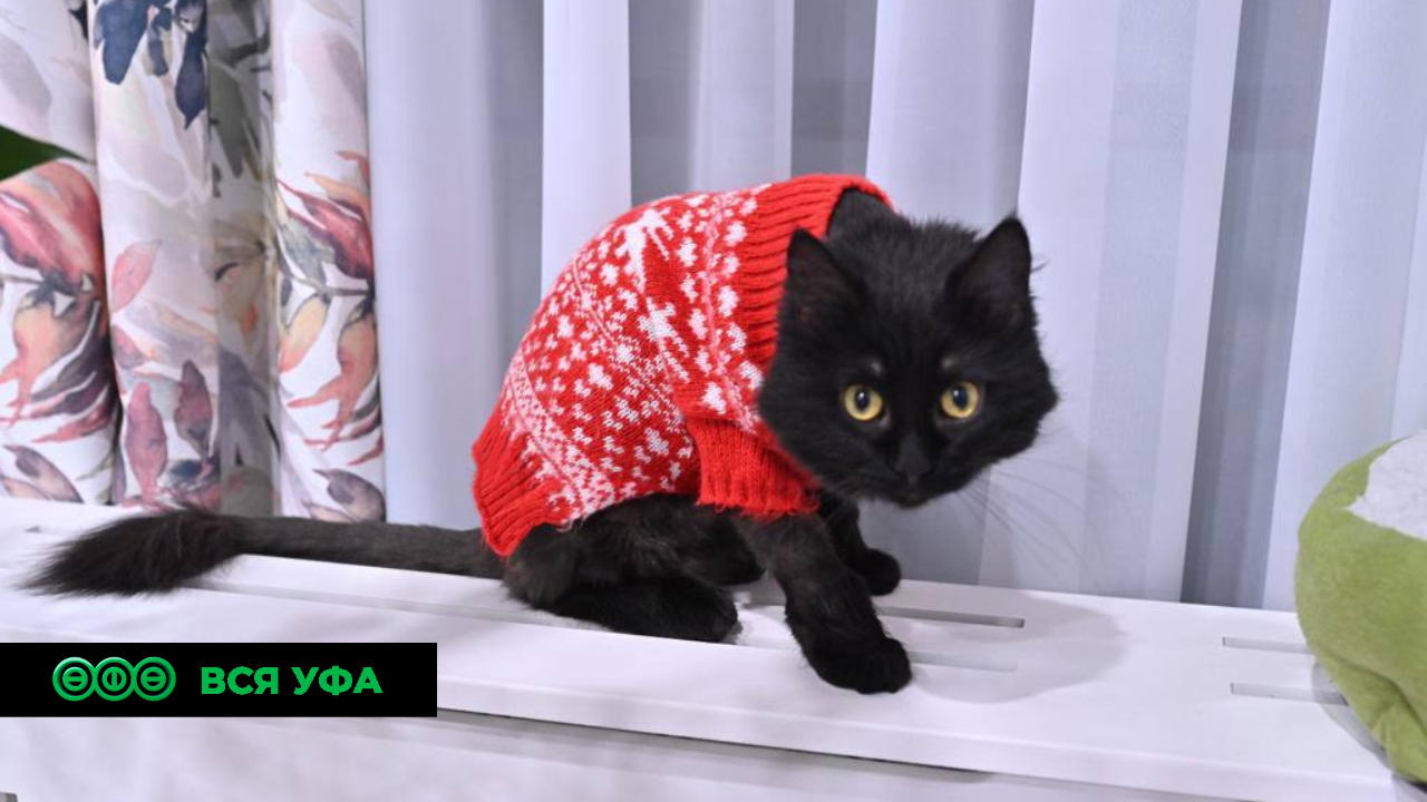 В Уфимском хосписе работает «кот-терапевт» 