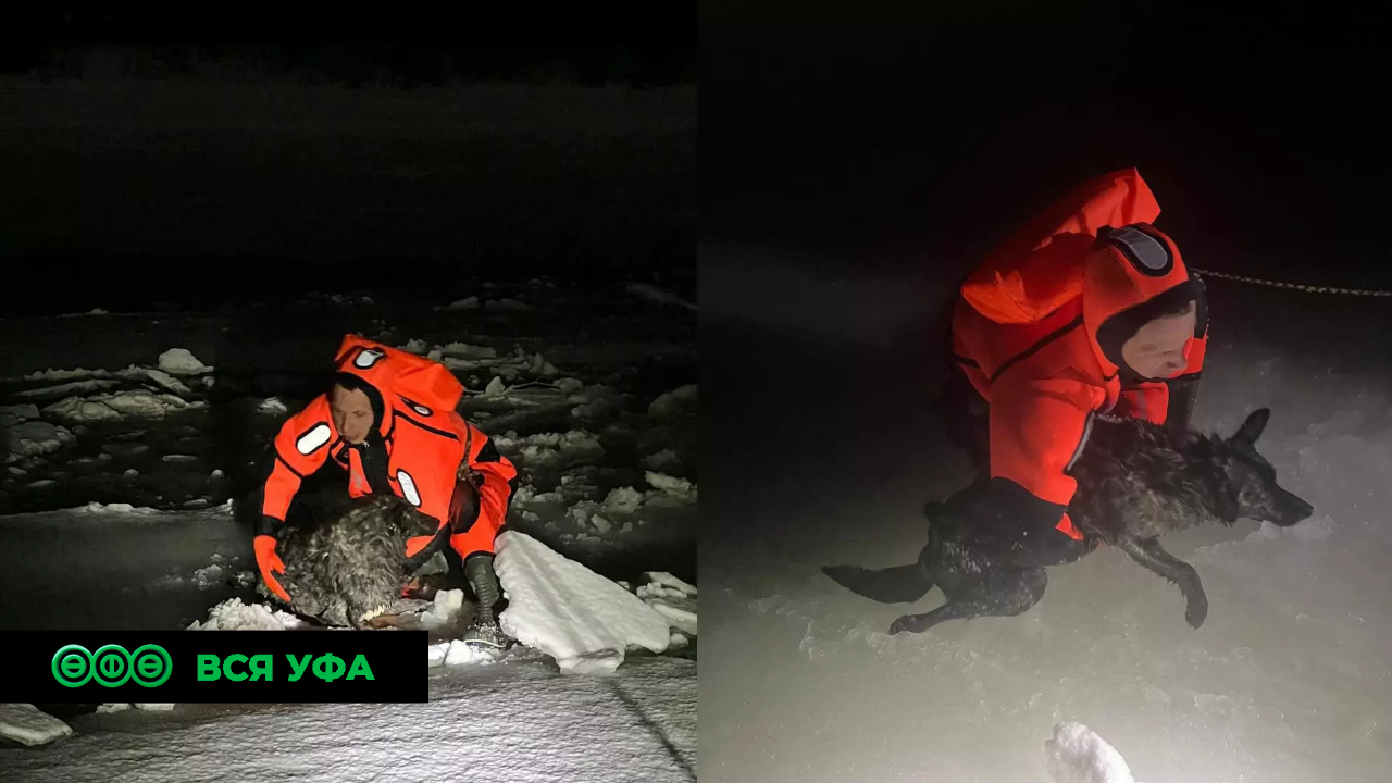 В Уфе спасли провалившуюся под лёд собаку