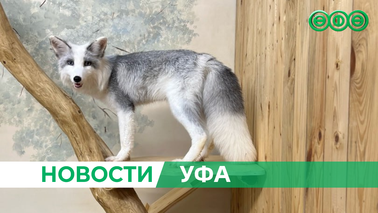 В одном из уфимских контактных зоопарков появился лисёнок белого цвета