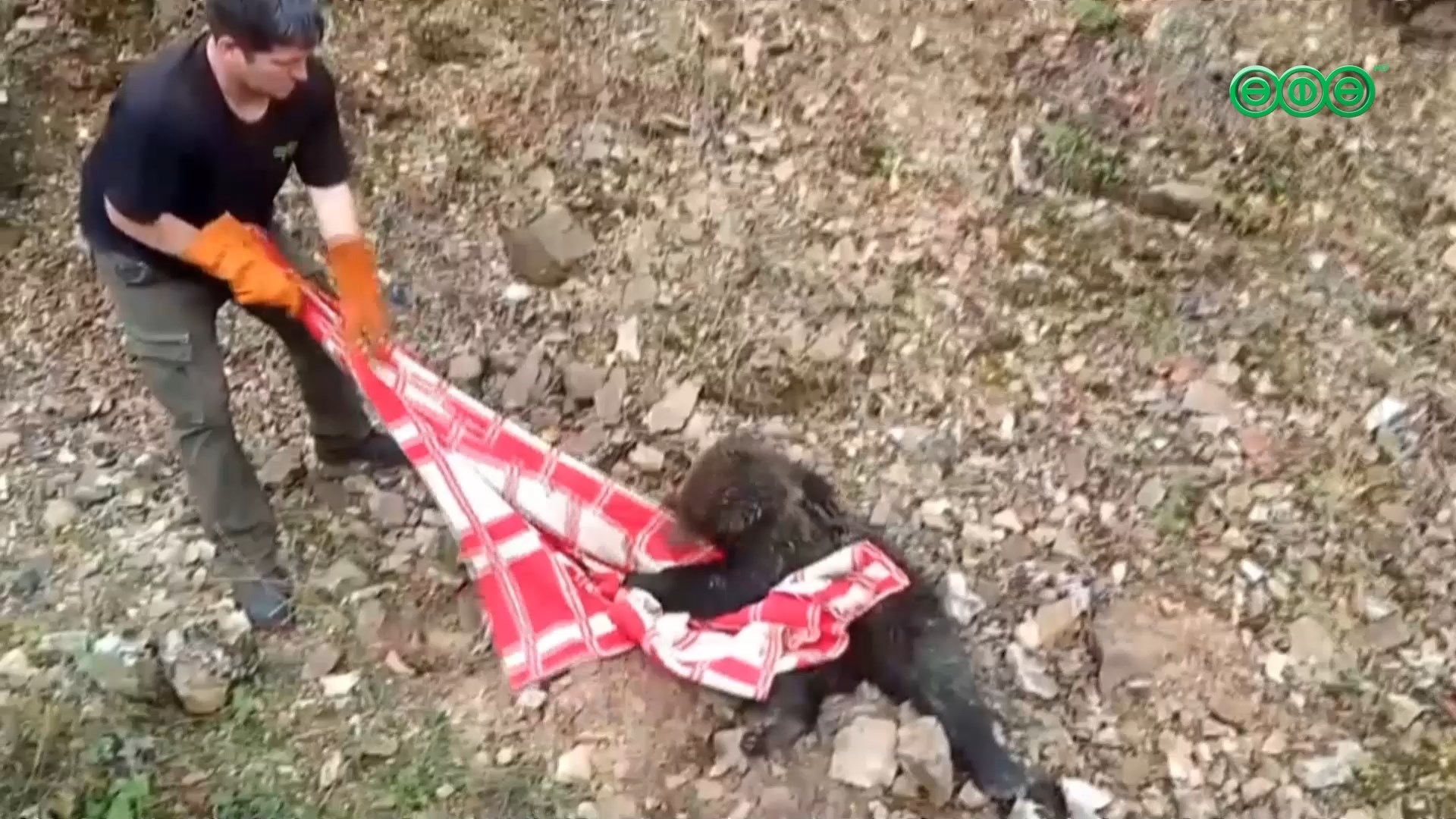 Уфимские волонтеры подобрали медвежонка с переломанным позвоночником