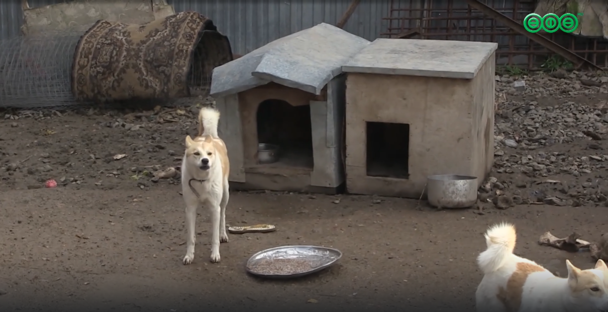 Жители улицы Сун-Ят-Сена жалуются на четвероногих соседей