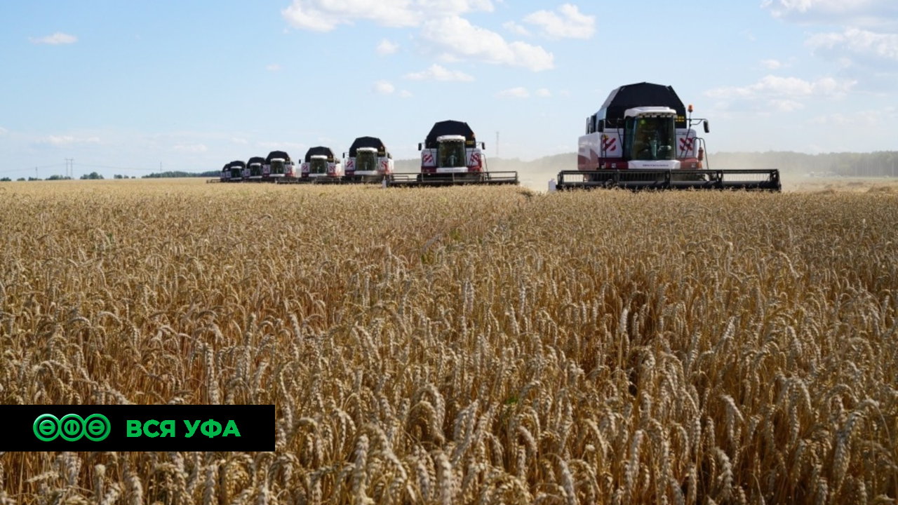 Нацпроект: Аграрии Башкирии экспортировали в Казахстан 225 тонн пшеницы