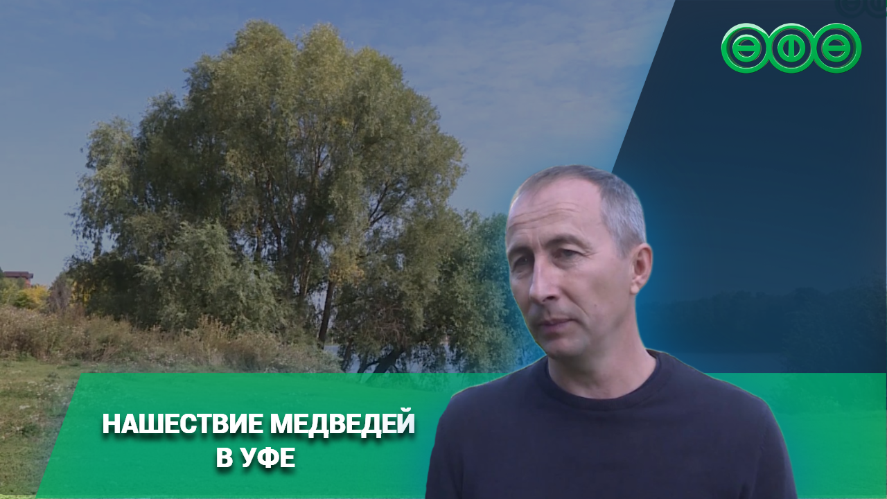 В Уфе медведи выходят к людям всё чаще