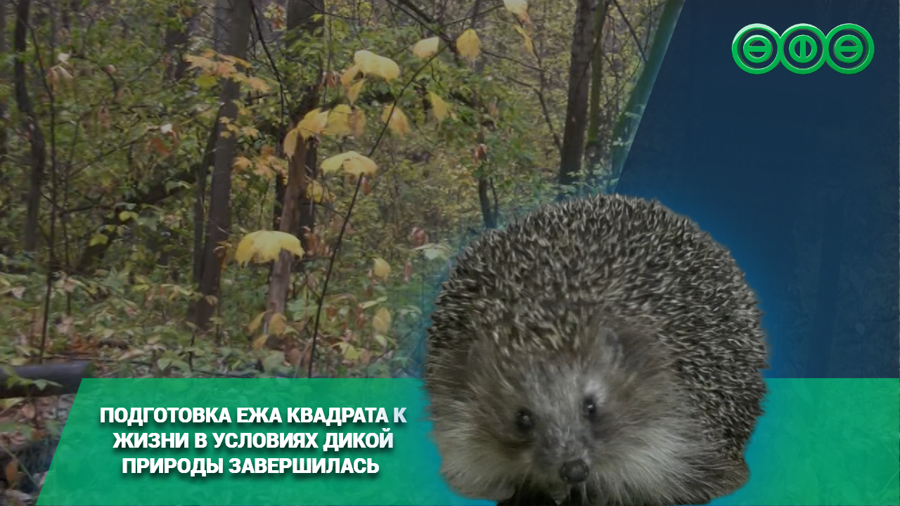 Подготовка ежа Квадрата к жизни в условиях дикой природы завершилась 