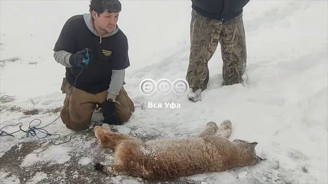 Под Уфой дикая рысь поцарапала лицо 12-летней девочки