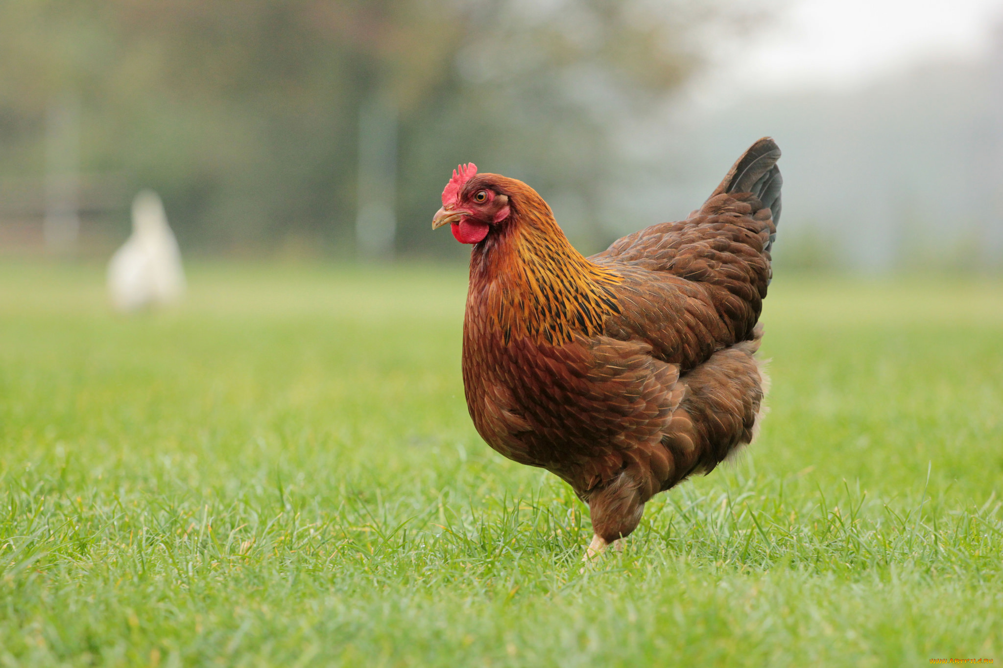 В Уфе будут разрабатывать новые генетические технологии для птицеводства