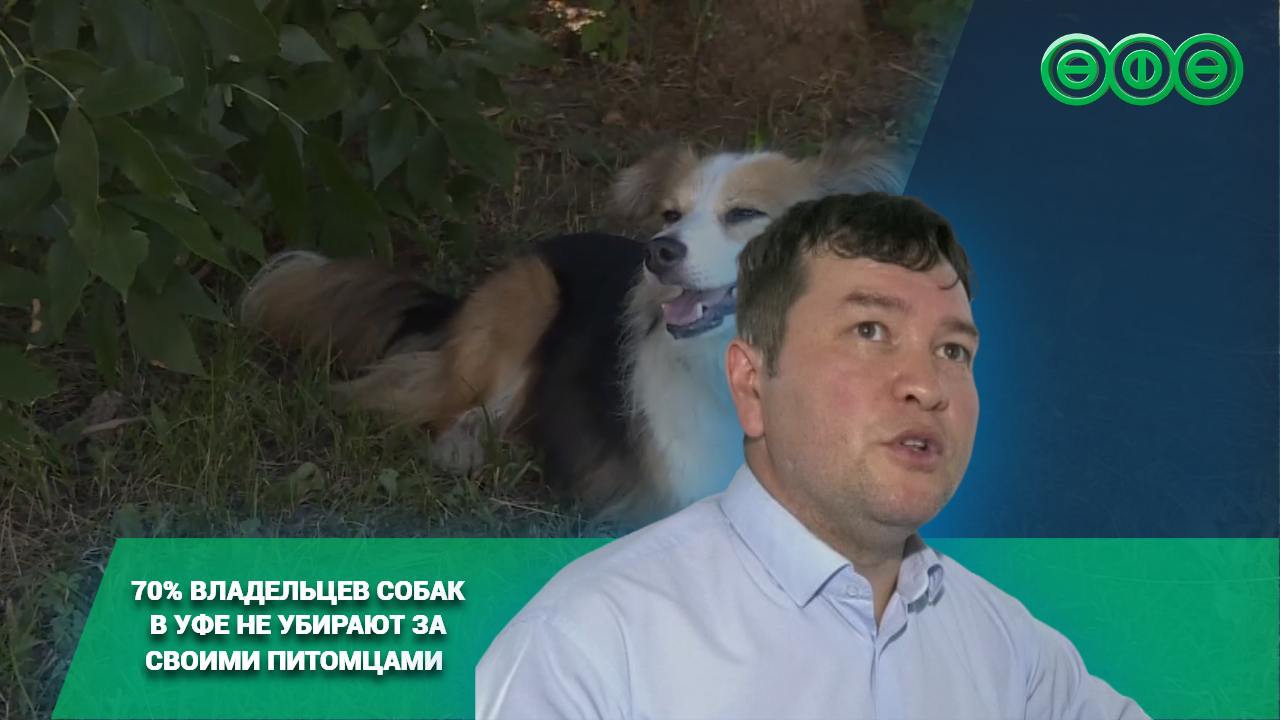 70% владельцев собак в Уфе не убирают за своими питомцами