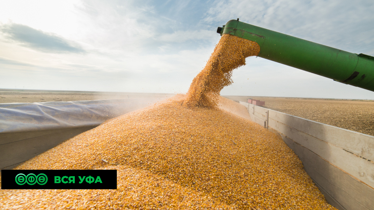 Башкирские компании в 5,5 раза увеличили экспорт пшеничных и ржаных отрубей