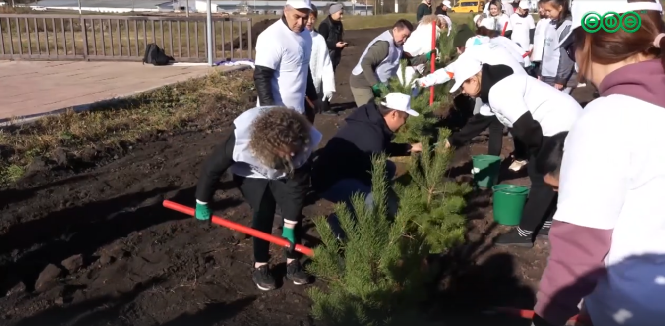 Почти 500 деревьев высадили в Красноусольске в рамках акции «Зеленая Башкирия»