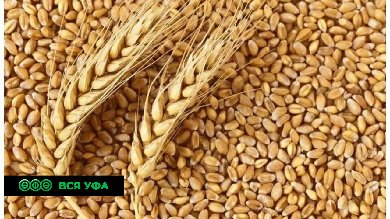 Нацпроект: Башкирия значительно увеличила экспорт семян