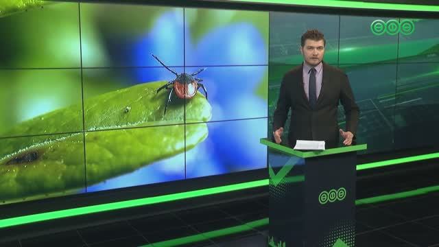 Специалисты Роспотребнадзора ожидают роста жалоб на укусы клещей 