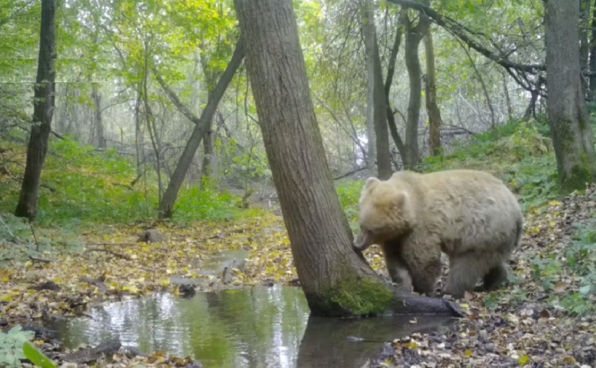 В Башкортостане увеличилось количество диких животных