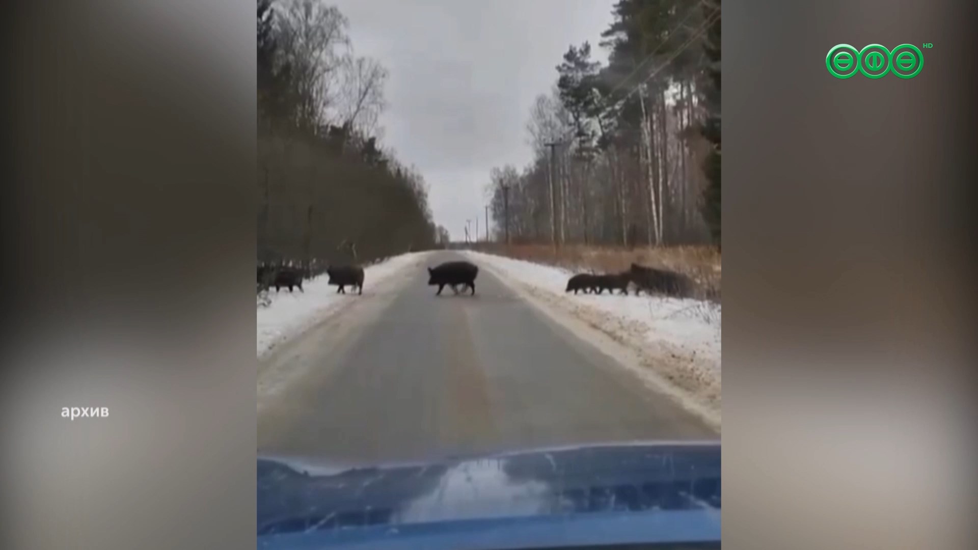 Свыше 20 жителей Башкирии погибли в ДТП с участием диких животных