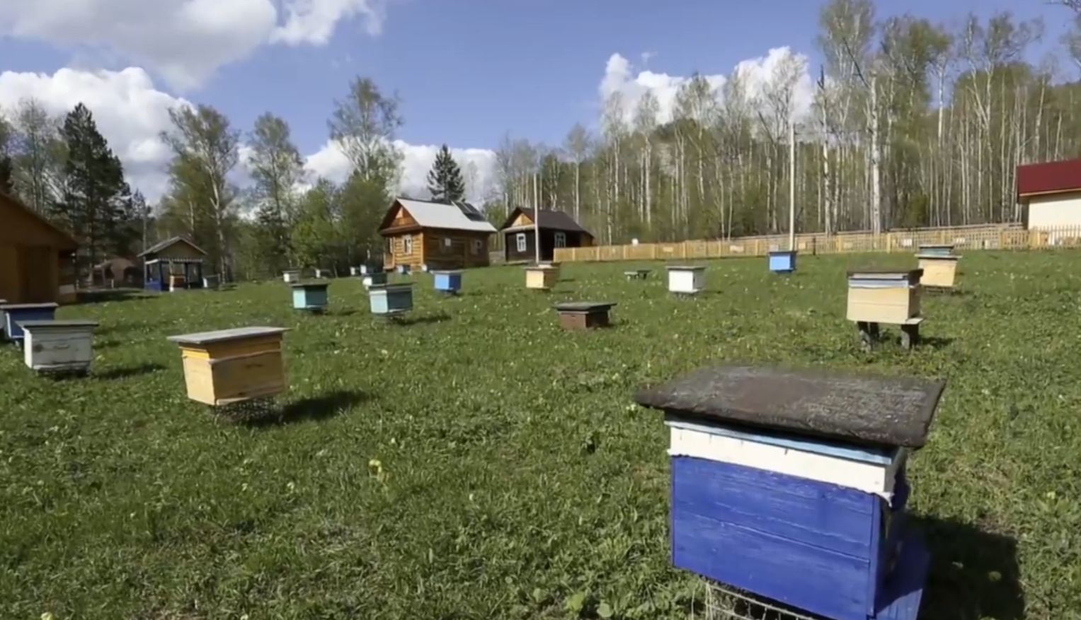 79 башкирских пасек работали без необходимой регистрации - сообщают в Россельхознадзоре