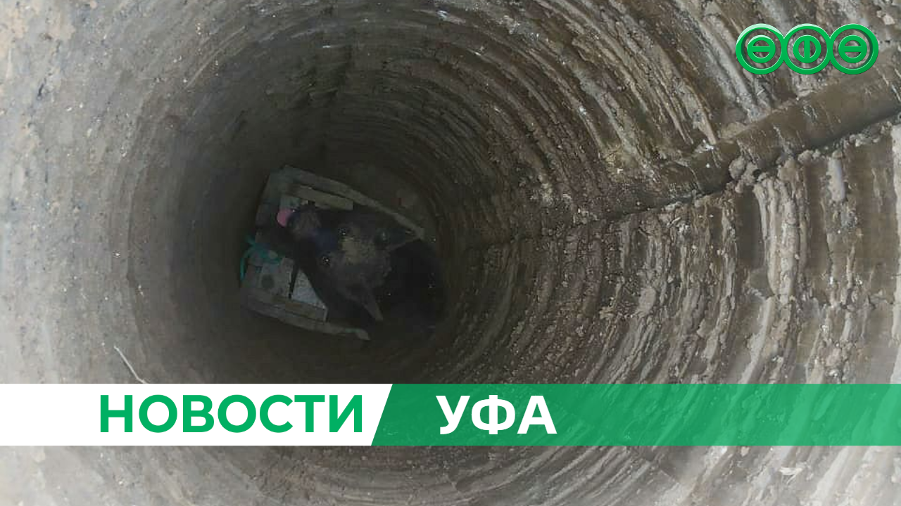 Уфимские спасатели вызволили из беды котёнка и собаку