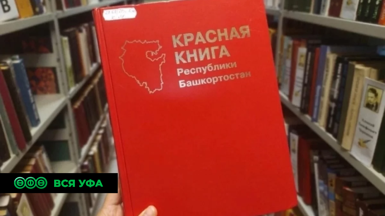 Нацпроект: Уфимские ученые подготовили новое издание красной книги Башкирии