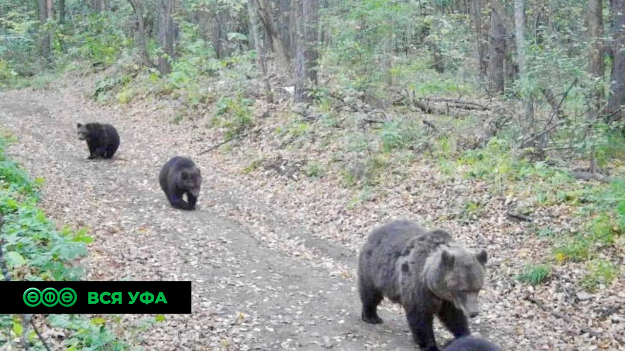 Мимимишки: фотоловушка в национальном парке Башкирия запечатлела целое семейство