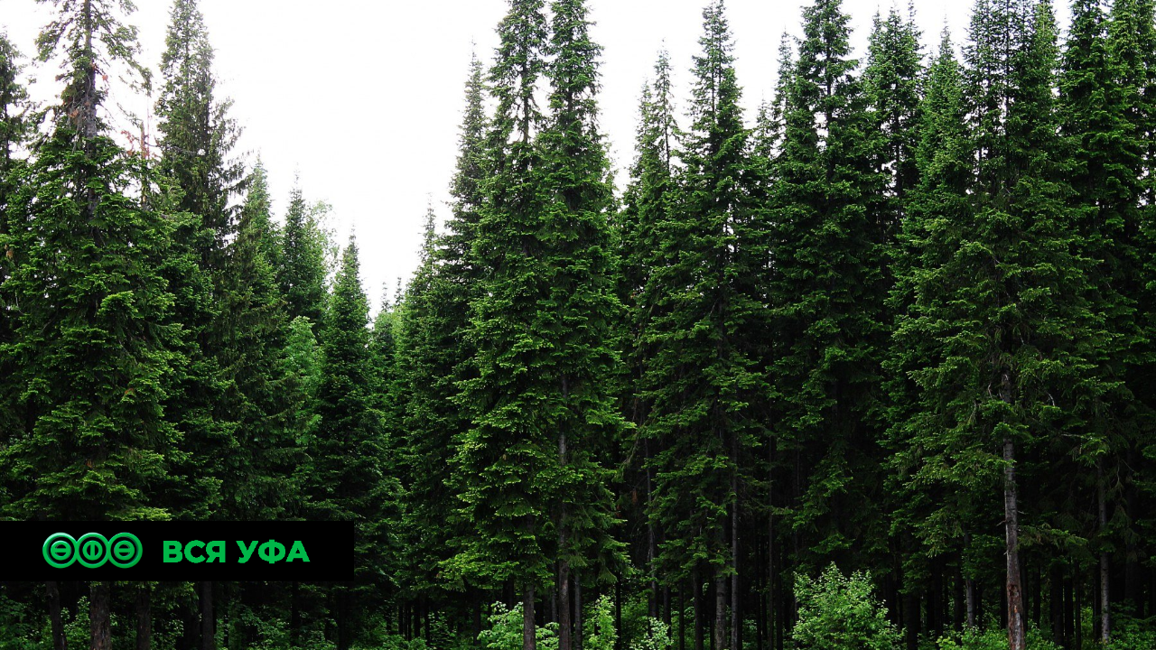 Нацпроект: Более двух тонн семян для лесовосстановления заготовили в Башкирии