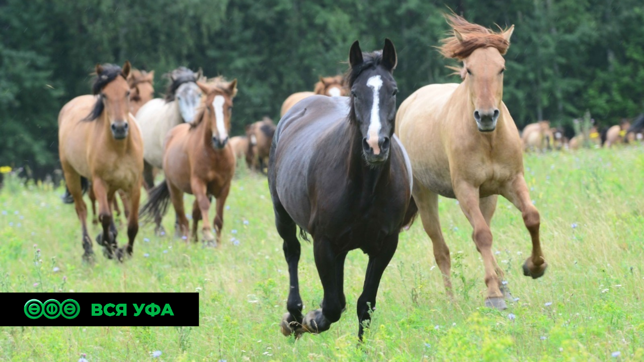 В Зауралье создадут Парк башкирской лошади