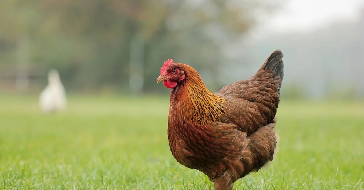 Башкирия экспортировала в страны Таможенного союза почти 140 тысяч голов молодняка птицы