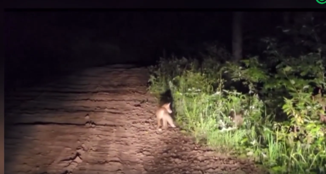 С приходом осени дикие животные чаще начали выходить к людям