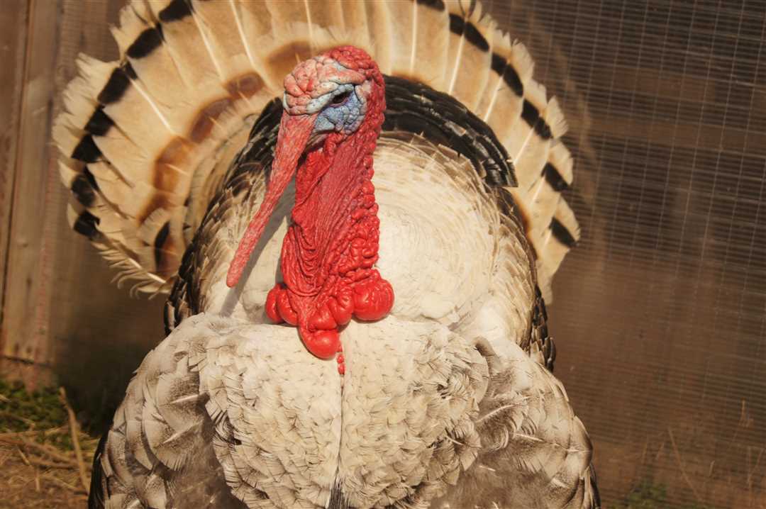 Башкирские аграрии расширяют географию экспортных поставок