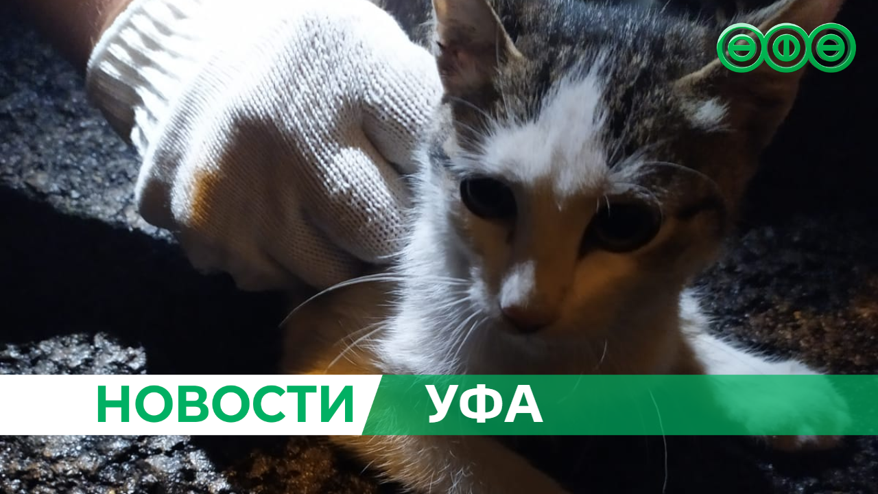 В Уфе спасли сразу нескольких бездомных питомцев