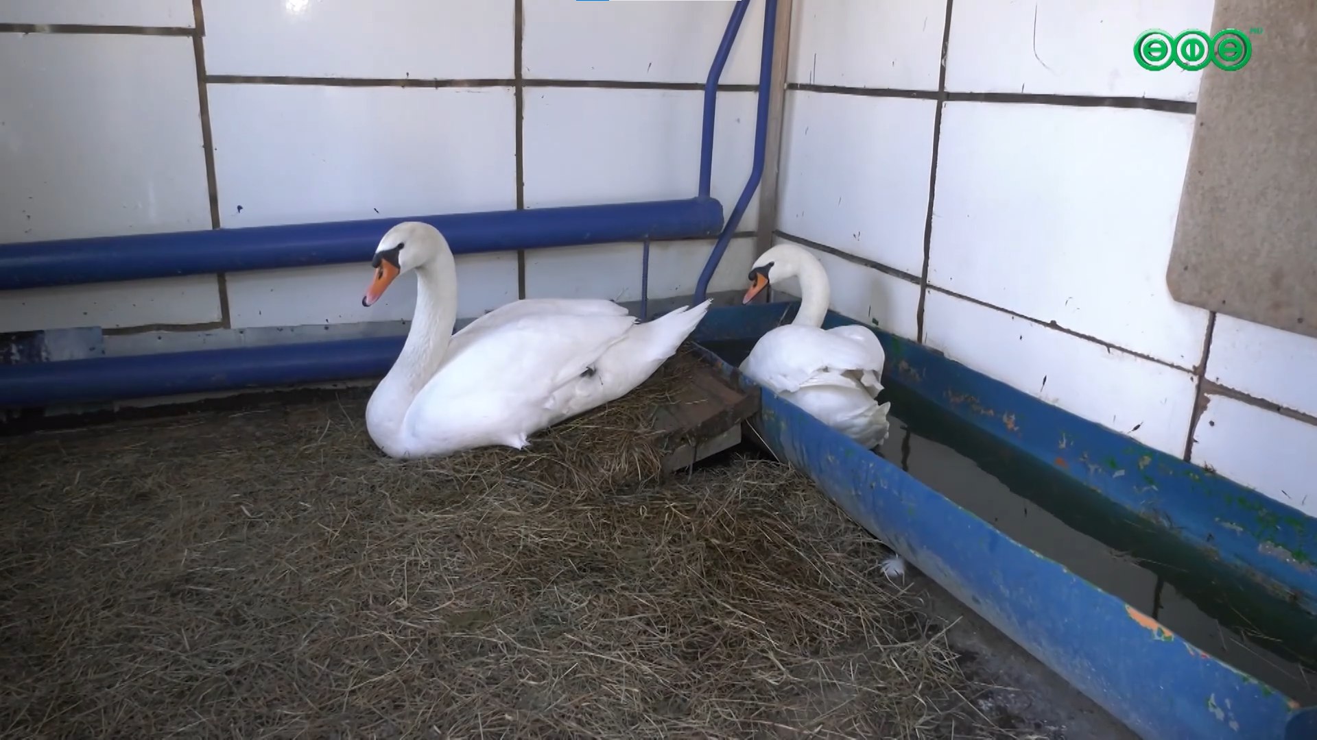 Служба по благоустройству Кировского района уже более 20 лет ухаживает за лебедями